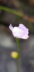Utricularia lateriflora