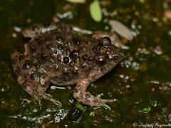 Phrynobatrachus natalensis