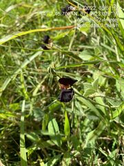 Macroptilium atropurpureum