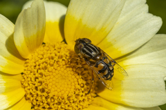 Eristalinus punctulatus