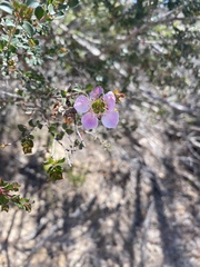 Euryomyrtus ramosissima