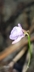 Utricularia lateriflora