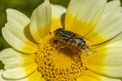Eristalinus punctulatus
