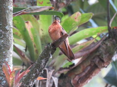 Aglaeactis cupripennis