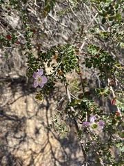 Euryomyrtus ramosissima