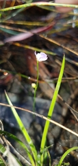 Utricularia lateriflora