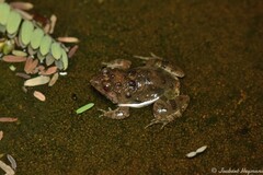 Phrynobatrachus natalensis