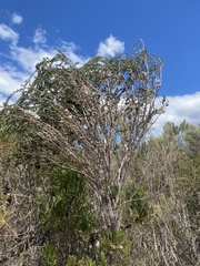 Leptospermum squarrosum