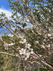 Leptospermum squarrosum