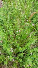 Scutellaria humilis
