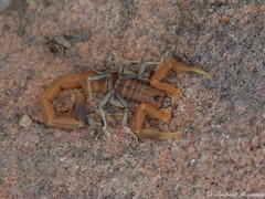 Uroplectes planimanus