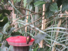 Aglaeactis cupripennis