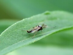 Chironomoidea