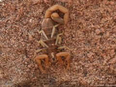 Uroplectes planimanus