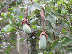 Passiflora mixta