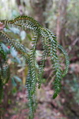 Psilotaceae