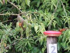 Aglaeactis cupripennis