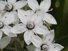 Rhadinothamnus anceps