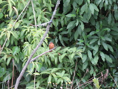 Aglaeactis cupripennis