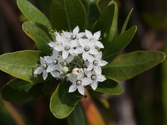 Rhadinothamnus anceps