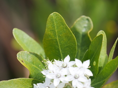 Rhadinothamnus anceps