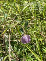 Centrosema pubescens