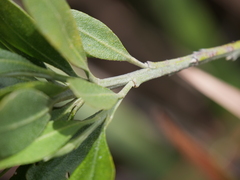 Rhadinothamnus anceps