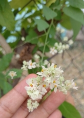 Antigonon flavescens