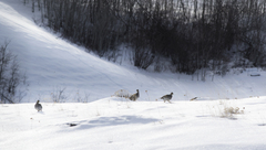 Tympanuchus phasianellus