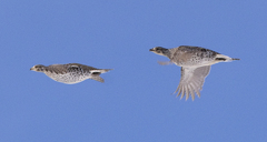 Tympanuchus phasianellus