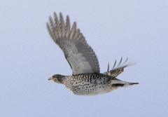 Tympanuchus phasianellus