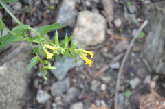 Lithospermum