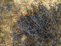 Phiambolia persistens