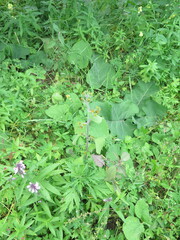 Sigesbeckia pubescens