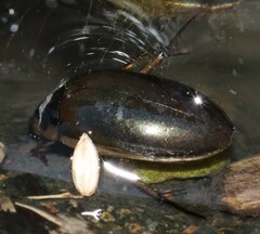 Tropisternus lateralis