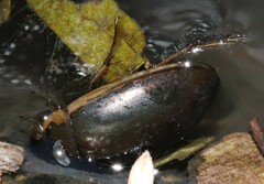 Tropisternus lateralis