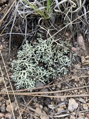 Lichinaceae