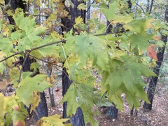 Acer leucoderme