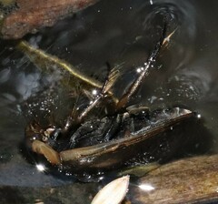 Tropisternus lateralis