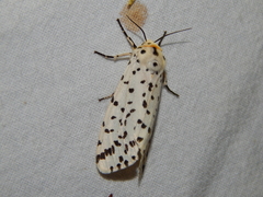 Alpenus nigropunctata