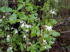 Rhododendron serrulatum