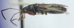 Ligyrocoris