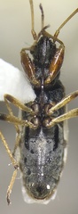 Ligyrocoris