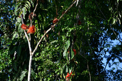 Brownea macrophylla