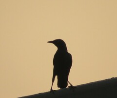 Onychognathus morio morio