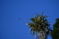 Epiphyllum phyllanthus