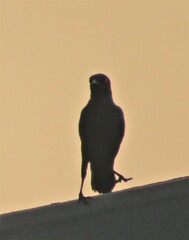 Onychognathus morio morio