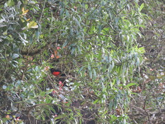 Anisognathus igniventris