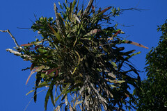 Epiphyllum phyllanthus