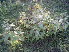 Sigesbeckia pubescens